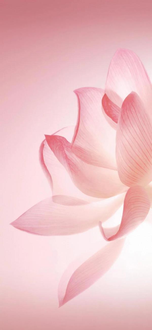 華為P50系列專屬桌布：華為，只會越來越好