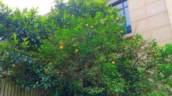 太倉的冬天，“果”然美麗