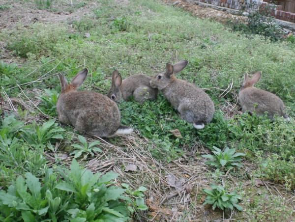 廣東一靚仔回村另類養兔,年銷50多萬 廣東一靚仔回村另類養兔,年銷50多萬