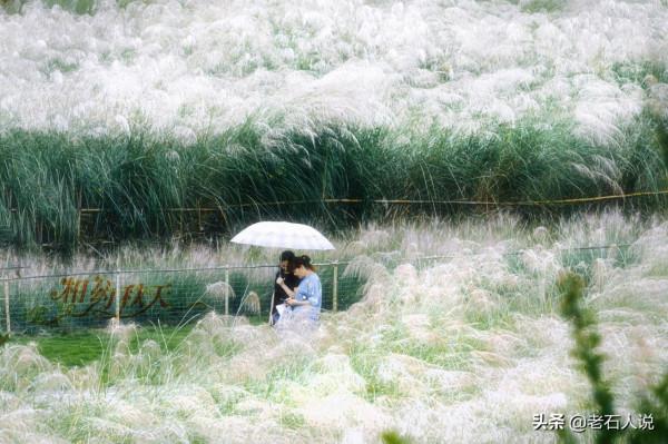 相約秋天,城西外,赴一場蘆花的視覺盛宴 相約秋天,城西外,赴一場蘆花的視覺盛宴