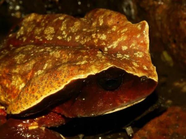 作為一隻蛤蟆,我已經很努力了 作為一隻蛤蟆,我已經很努力了