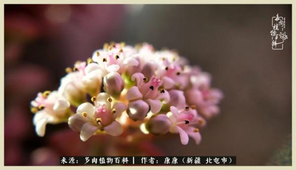 遠處都是風景，近處全是人生，眼前卻是多肉