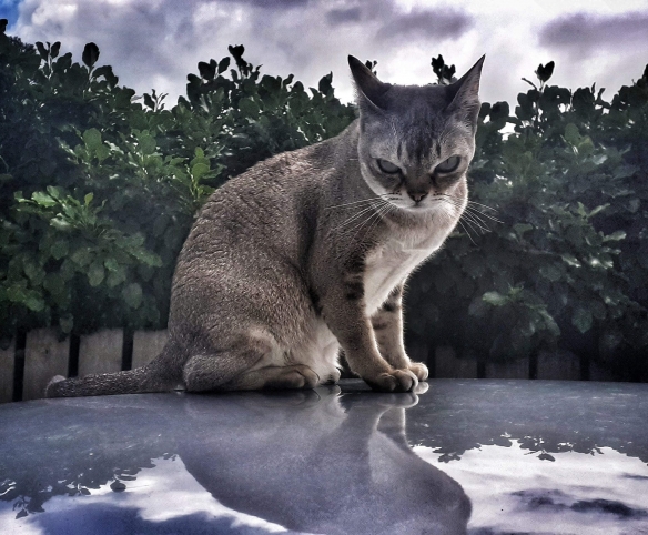 網友曬出氣場超乎想象的喵星人：眼神裡自帶殺氣