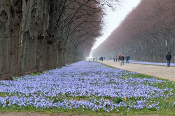 球根種植正當時，這4款稀有球根植物，多年生、復花性