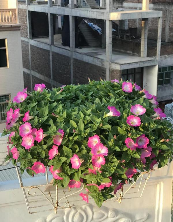 矮牽牛花，要想開花爆盆，就要大剪大修，有舍才有得