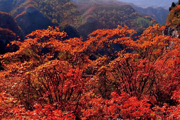 房山區賞紅葉指南→