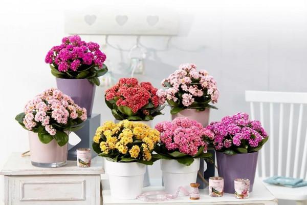 5種漂亮的花，要用“小盆”養，否則會影響生長和開花，別忽視