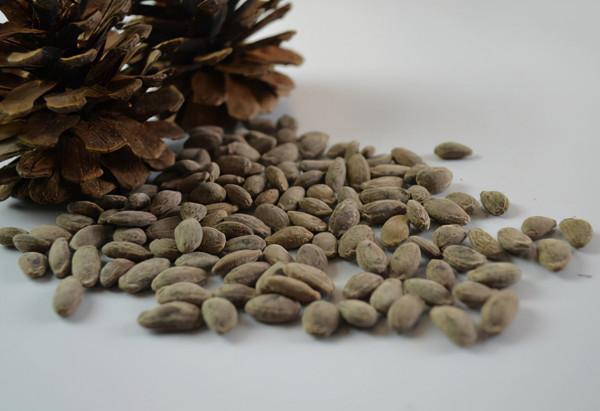 吊瓜子:常被人認為有毒,種子卻30元一斤,早已有人靠種它致富 吊瓜子:常被人認為有毒,種子卻30元一斤,早已有人靠種它致富