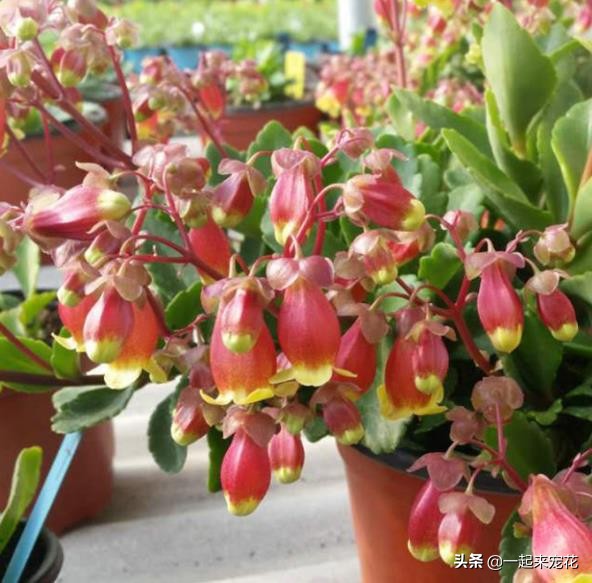 此款人見人愛的網紅花,花型獨特開花久,盆栽養護簡單,適合新手 此款人見人愛的網紅花,花型獨特開花久,盆栽養護簡單,適合新手