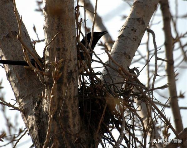 為什麼喜鵲窩不怕雨雪？它的&OpenCurlyDoubleQuote;高層別墅&rdquo;敗絮其外，金玉其中