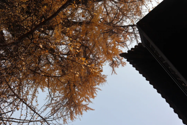 《12月限定丨國內旅行目的地指南》