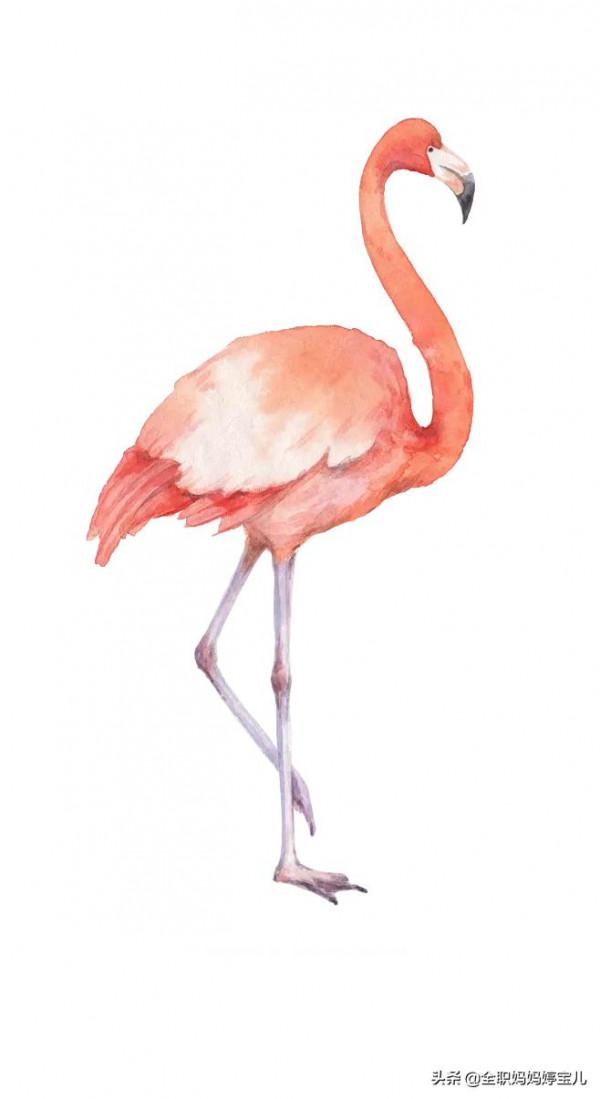 分享——栩栩如生的水彩鳥兒圖