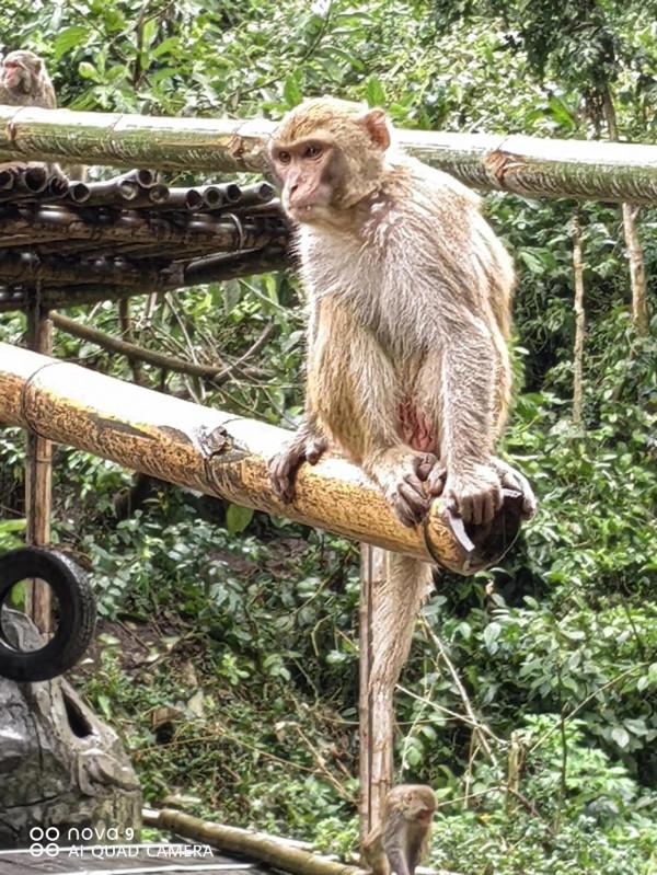 西雙版納原始森林公園原始森林…
