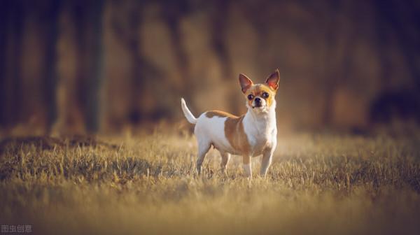 狗狗蹲在主人的棺材上死活不肯下來，直到讓它最後看了一眼主人