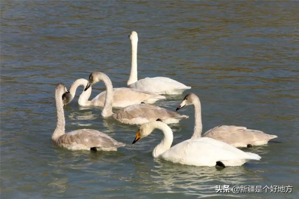 冬季到新疆看天鵝~
