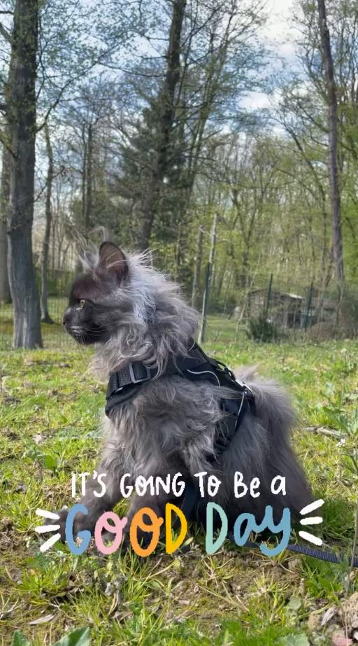 外國妹子養了只猴裡猴氣的緬因喵,這畫風,太大佬了 外國妹子養了只猴裡猴氣的緬因喵,這畫風,太大佬了