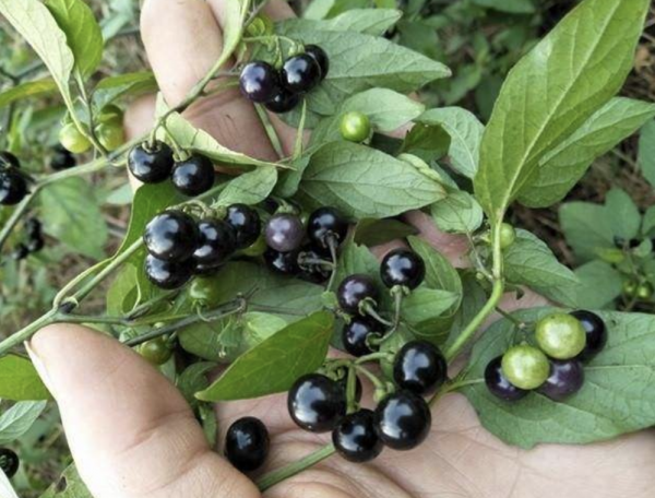 小時候常吃的9種“野果子”，現在還不認識？科普一下，滿是回憶