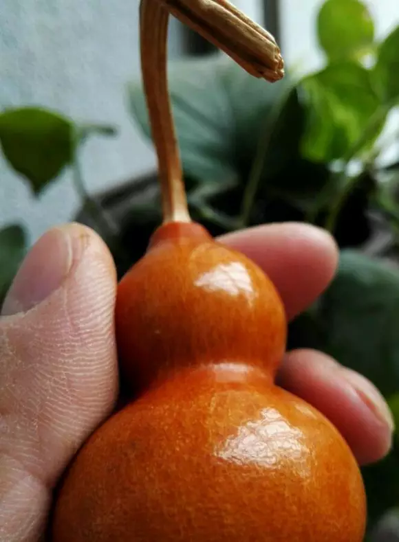 重度包漿的葫蘆賞，歲月沉澱才有的美