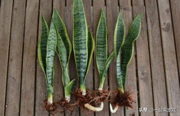 4種花別再花錢買，給鄰居討個枝插土裡，20天就能長出大白根