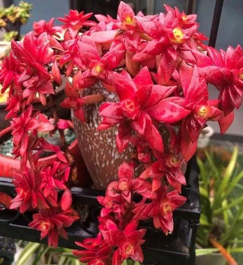 12月養6種“年宵肉”,寓意好又好養,養在家裡,春節很“喜慶” 12月養6種“年宵肉”,寓意好又好養,養在家裡,春節很“喜慶”