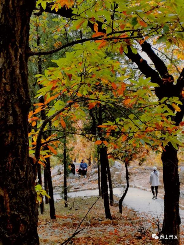 週末好去處，賞秋網紅打卡地！