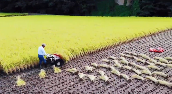 日本水稻種植新方式,實行工廠化流水線生產,農業的強大讓人佩服 日本水稻種植新方式,實行工廠化流水線生產,農業的強大讓人佩服