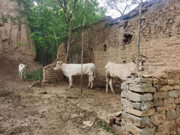 南山深處有人家