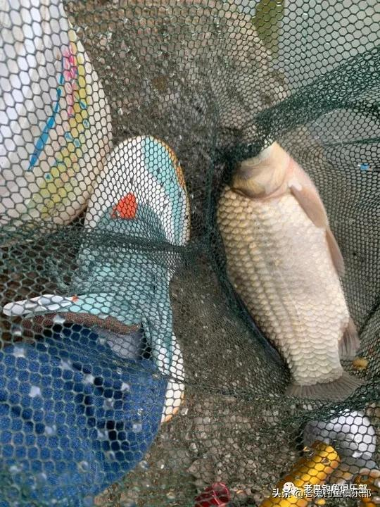 深秋野釣，實力爆護