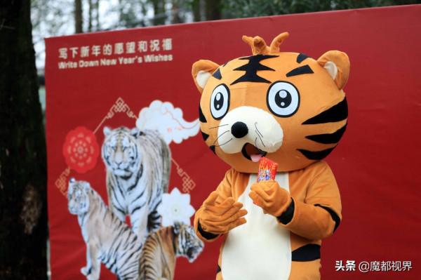 虎頭虎腦 虎虎生威 這波老虎表情包值得擁有