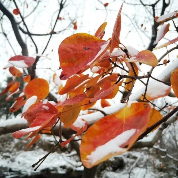 立冬之後，邀你一起看雪後的房山