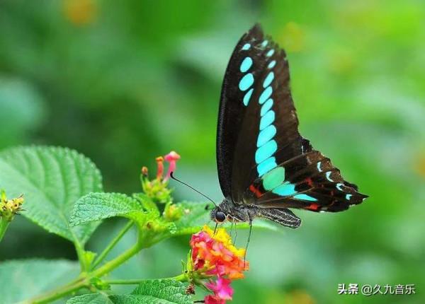 世界上最美麗的蝴蝶