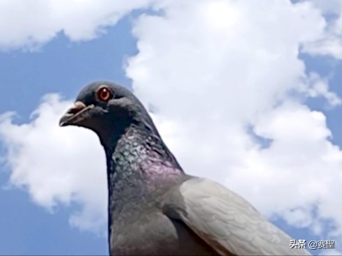 有情有義的鴿子,忠貞於自己的伴侶,從甘肅飛回了配偶所在地山東 有情有義的鴿子,忠貞於自己的伴侶,從甘肅飛回了配偶所在地山東