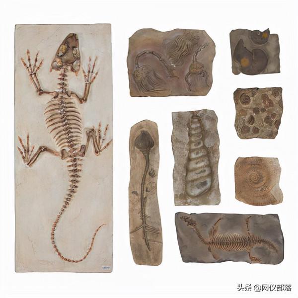 化石可以入藥,你知道嗎? 化石可以入藥,你知道嗎?