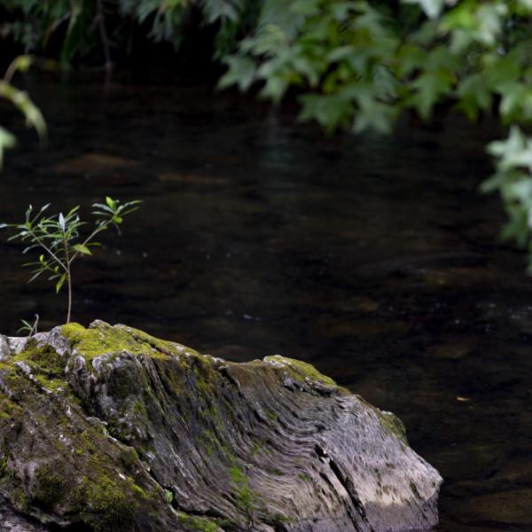 陰天過路石門森林公園