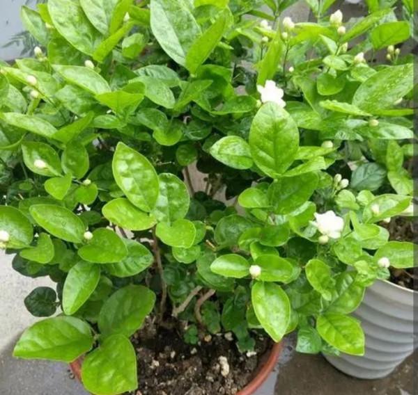 養茉莉，冬天做好4件事，開春新枝長得旺，多開花