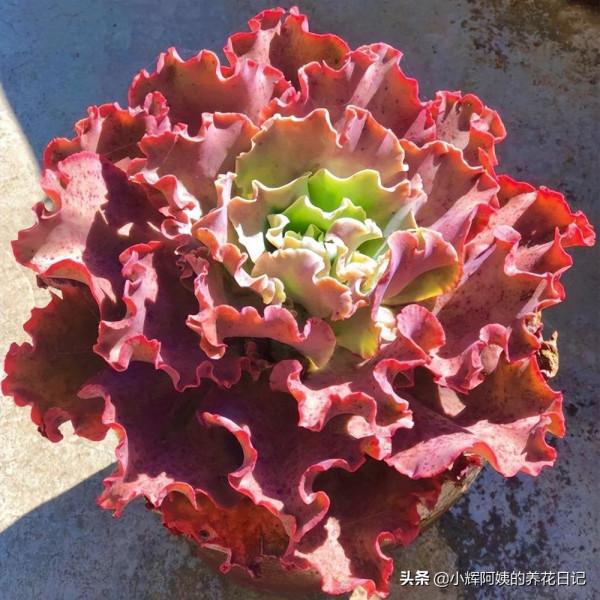 多肉品種：秋宴、錦司晃、高砂之翁、玉龍觀音、克里克特壽