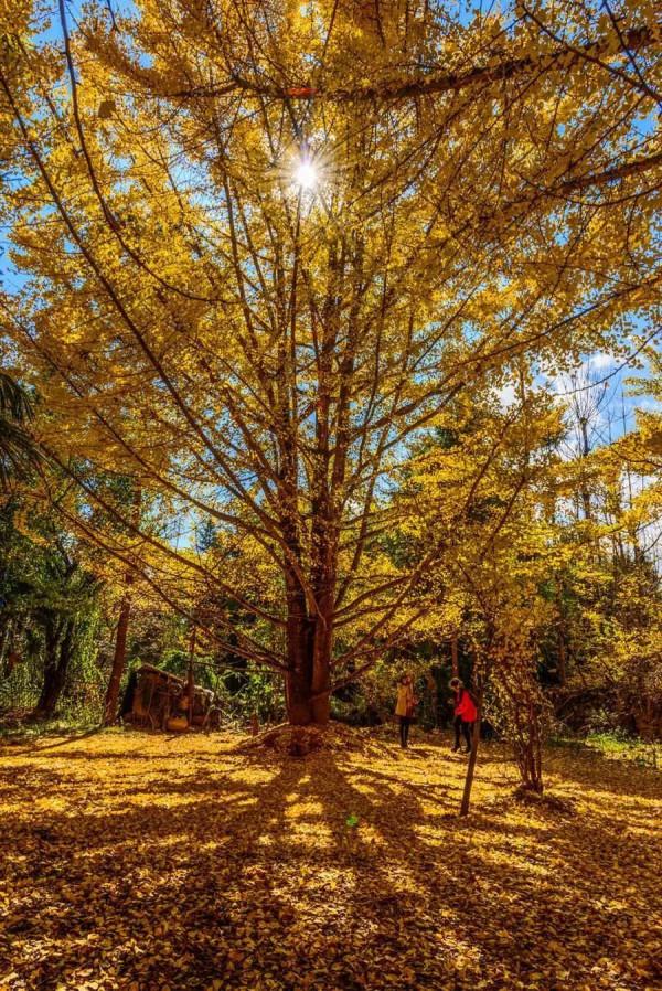 2021年最後一個月,中國最適合的旅遊景點都在這了(上) 2021年最後一個月,中國最適合的旅遊景點都在這了(上)