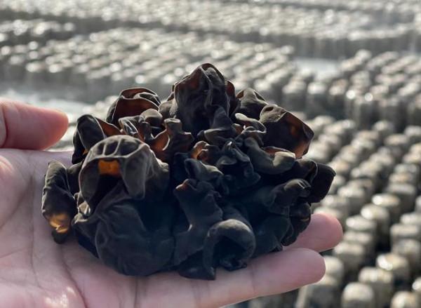 吉林記憶：一盤麻辣豆腐開啟餐飲文化，簡單飯菜卻是最深刻的印象