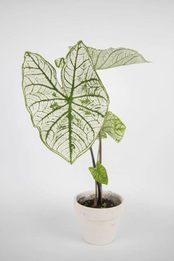 1種綠植特上檔次，葉子五彩斑斕，像打翻了調色盤