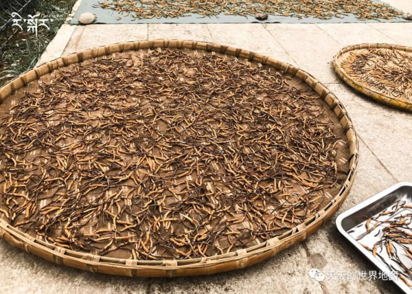 由死向生，阿尼瑪卿轉山