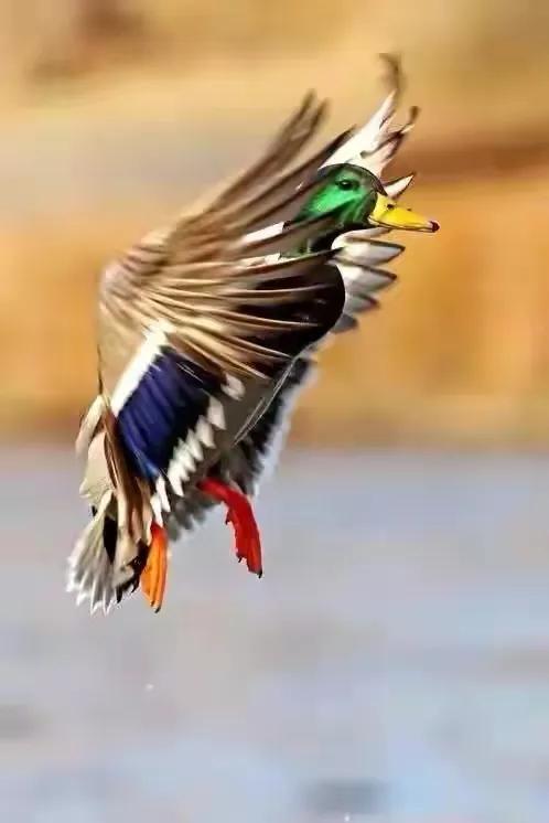 幾十年罕見的鳥，認識兩種算你牛.