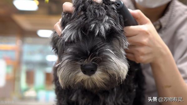 如何照顧受過虐待的狗狗？