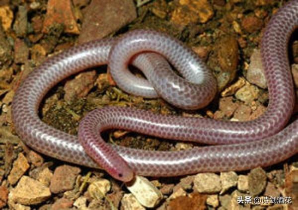 為什麼很多人都怕蛇？科學家曾用7個月大嬰兒做實驗尋找答案