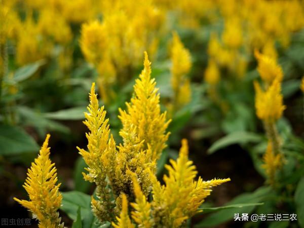 只要刷一刷曬一曬，能讓牛羊兔，長得快，無病蟲，效果好，掙錢多