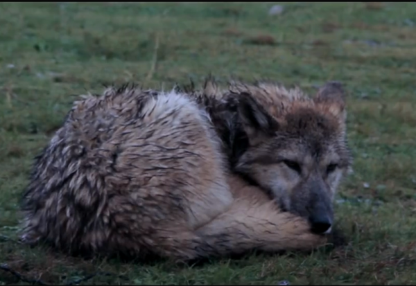 11年前，把狼當兒子帶回家的成都女孩，10年後在草原與它再次相認