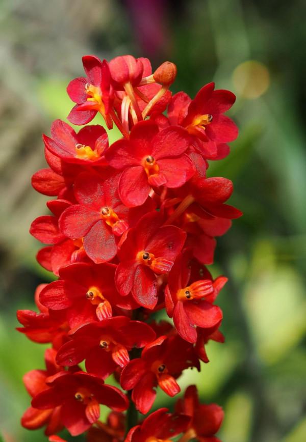 各色的花都開得繽紛絢燦，好像天上降下了一道彩雲