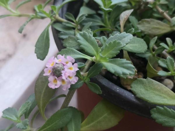 我在宿舍養植物 我在宿舍養植物