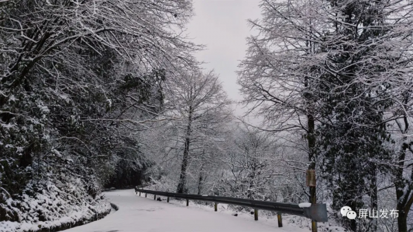 雪雪雪！老君山最新雪景照來了