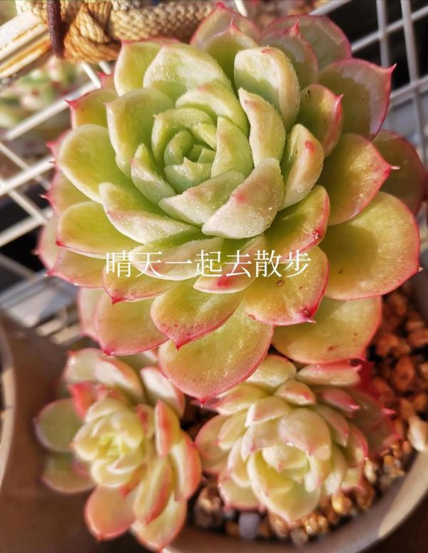 我言秋日勝春朝