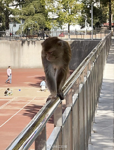 猴哥現身地大校園，專家鑑定為國家二級保護動物